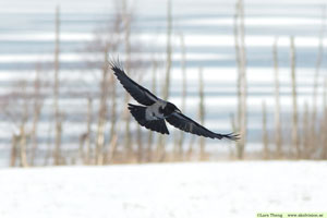 Kråka, Corvus corone